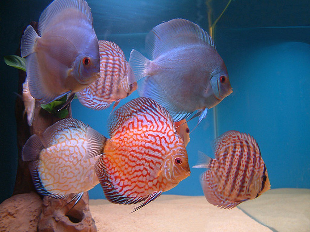 100 Most Beautiful Animals in the World -  discus fish discus cichlid fish ornamental fish