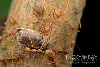 Red Weaver Ants attacking a Beetle - DSC_3392