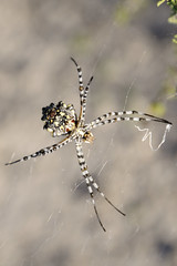 Polentswa Wilderness Trail: Lang Rambuka Pan: Spider