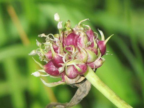 Garlic Scapes . | by brian.m.rule241