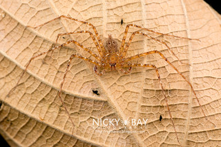 Huntsman Spider (Heteropoda sp.) - DSC_7536