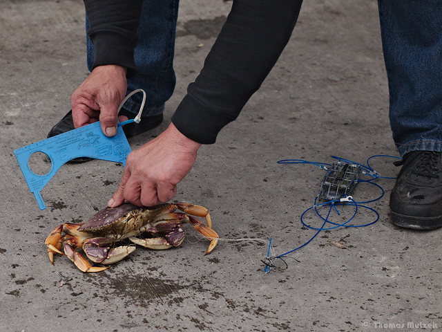 Measuring a Crab