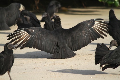 bird wildlife panama vulture centralamerica coiba