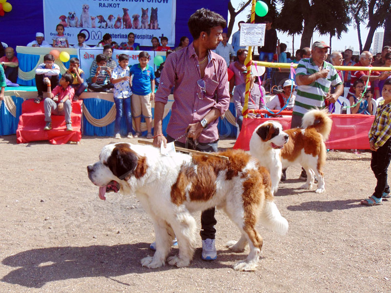 Dog Show Organized by Rajkot Dog Lovers club | Rajkot dog lo… | Flickr