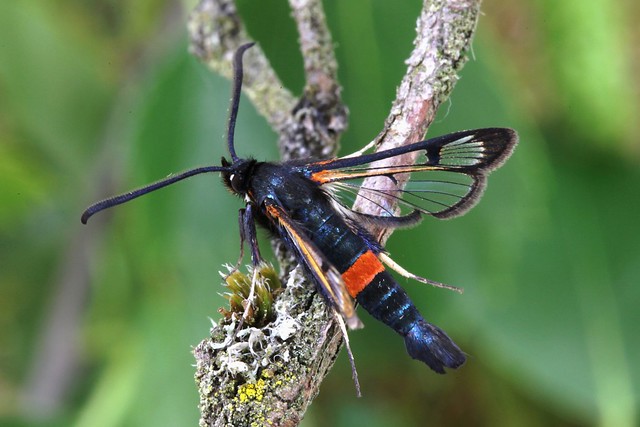 Large Red-belted Clearwing. (Synanthedon culiciformis)