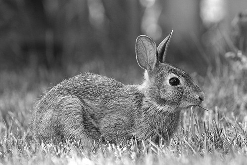 grass capricorn humour life wild wildlife nature fur ears veins easterncottontail bowmanville canadian canada cap mammal bunny backyard eat feeding browse