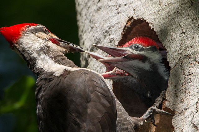 Pileated Woodpecker Chicks having some Grub