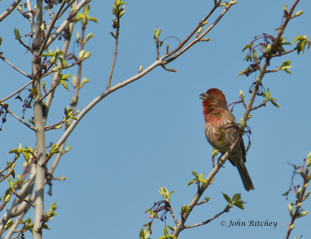 Singing House Finch