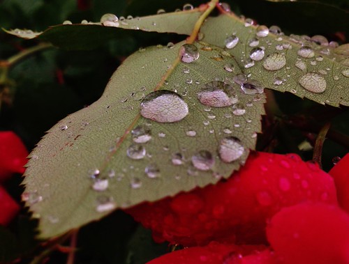 IMG_0467, city red usa flower reflection green apple nature water rose leaf airport view littlerock peaceful raindrops daytime arkansas tranquil cellphonephoto pulaskicounty centralarkansas iphone5 centralflyingservice waltphotos lordwalt