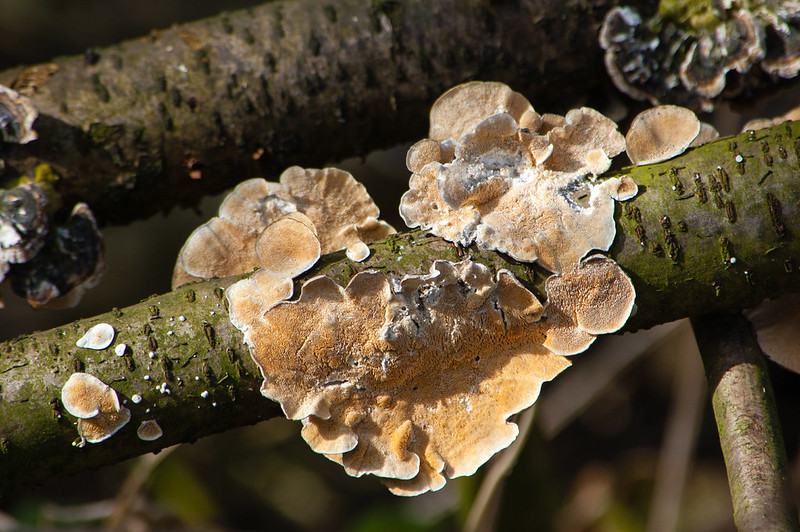 Fungus on a fallen tree