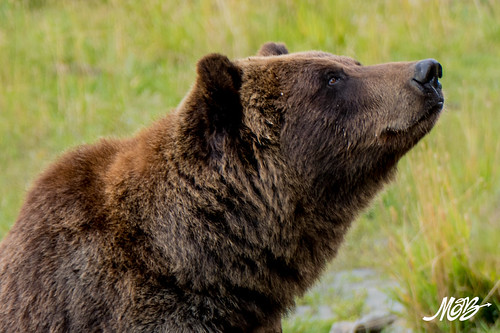 Bear, Alaska Wildlife Conservation Center