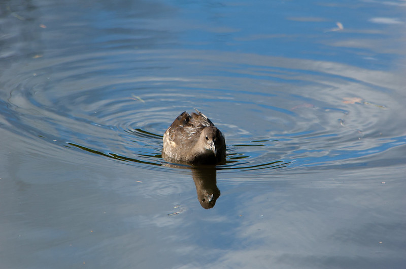Moorhen chick, wind-assisted swimming