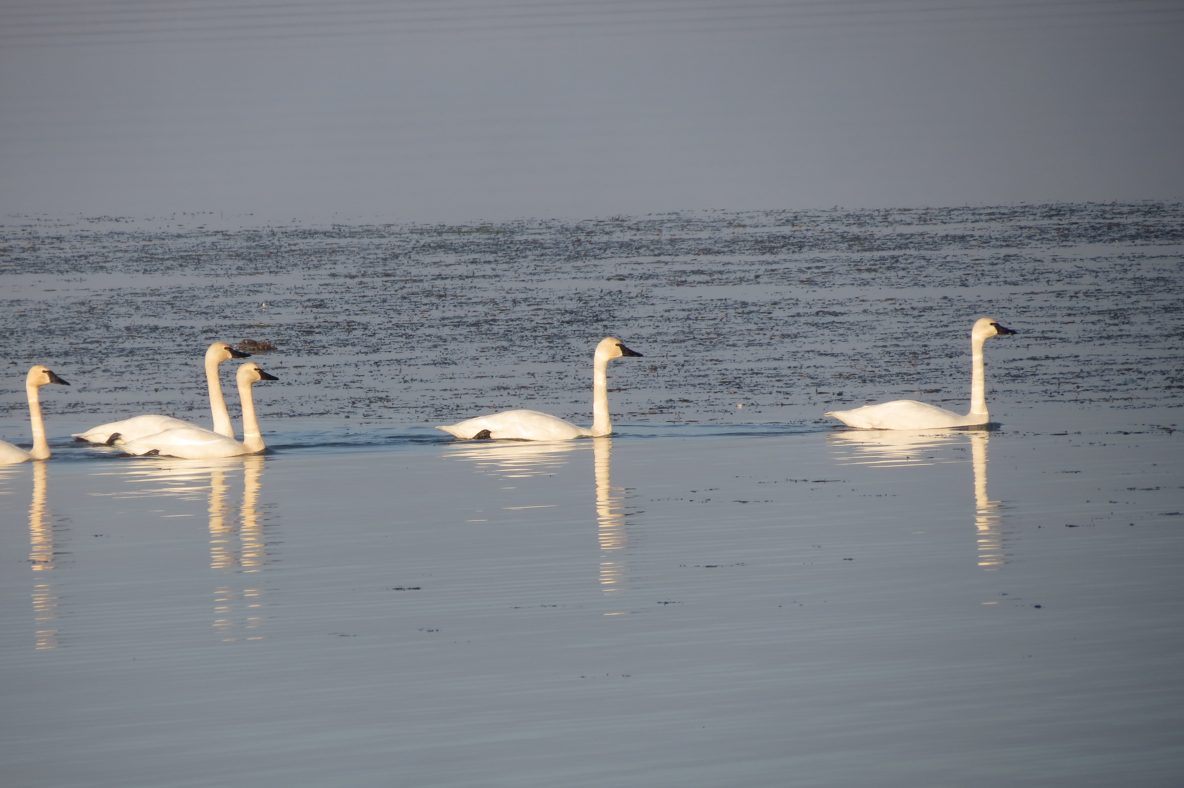 Tundra Swans at Mason Neck