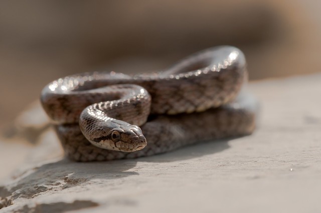 Southern smooth snake (Coronella girondica)