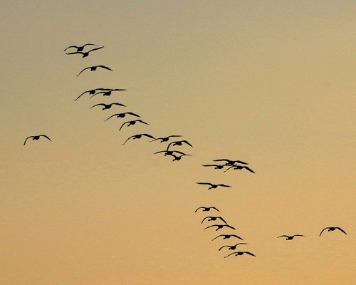 Tundra Swans by Otter Valley Naturalists, Cygnus columbianus
Heading south at sunset to spend the night on Lake Erie.
24 march 2014
© Bruce