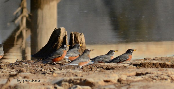 Robins near the water