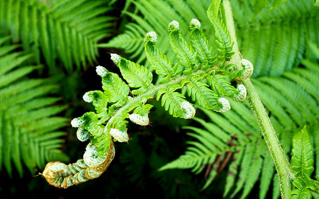 UNFURLING FURLS OF LEAFY FERNS REPEAT THE FRACTALS THEY HAVE LEARNED