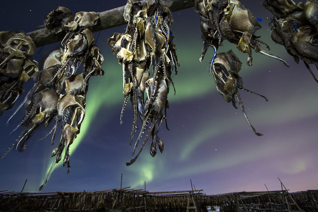Northern lights over the fish flakes | Iceland