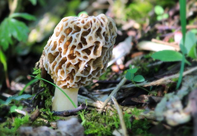 Mother's Day Morel