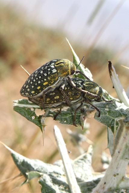 Julodis variolaris (Buprestidae: Julodinae) mating