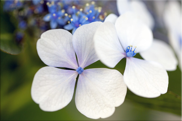Blanco #2 - Hydrangea Blossom