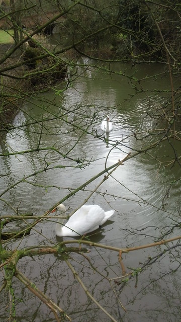 Ver river swans near the Dutch farm (for sure!)