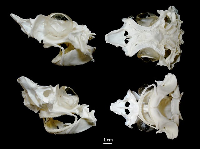 Crâne d'Aiguillat Commun / Spiny Dogfish Skull (Squalus acanthias)