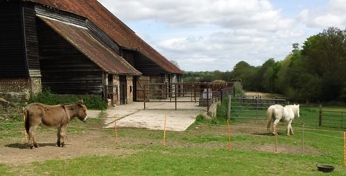 Wadhurst Circular walk swcextrawalk5 Disinterested donkey and horse at Great Shoesmiths Farm, Near Wadhurst, Kent 