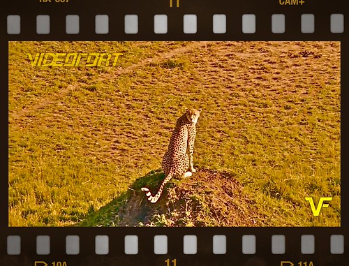 African Cheetah Stock Video Footage | by VideoFort
