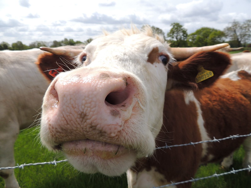 Cow, Tetworth, Cambridgeshire