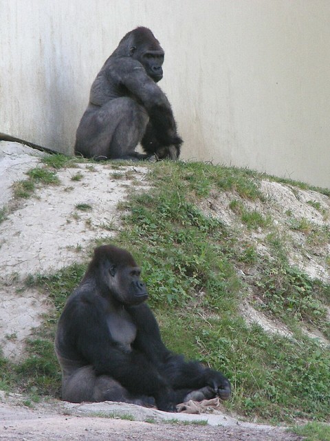 Zoo Schmiding: Gorillas 04