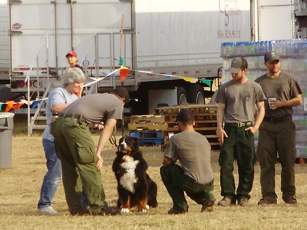 How can the environment reduce dog stress?