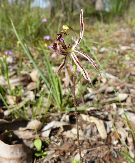 Caladenia barbarossa - Common Dragon Orchid