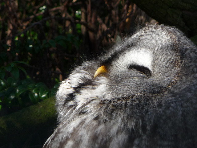 Great Grey Owl...enjoying the sun