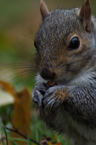 SQUIRRELS 011 | by robo r