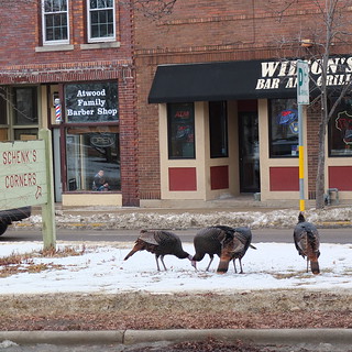 The Turkeys of the Near East Side, Madison, WI