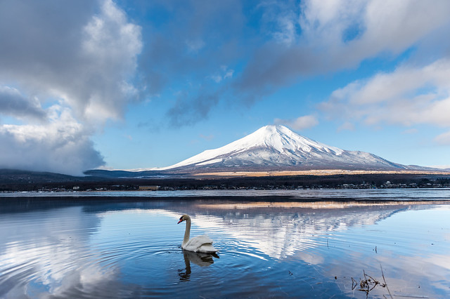 Fuji and Swan