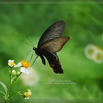 DSC04514 藍 鳳 蝶 Papilio protenor
