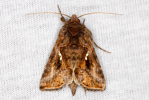 nature insects moths insectmacro mothnight mothing canon100mml newjerseymoths