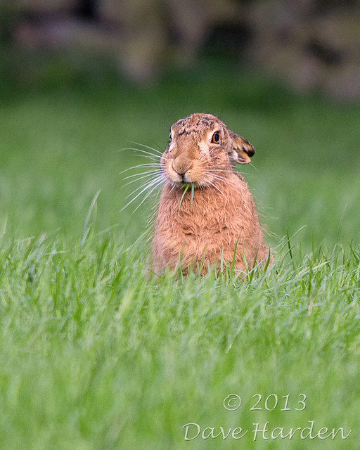 Brown Hare, munchin'