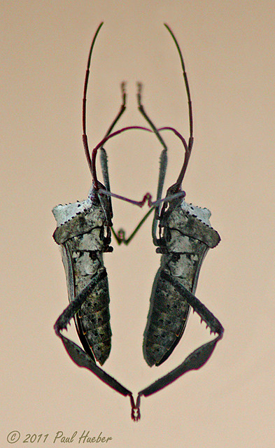 Leaf-footed Bug - guB detoof-faeL - Acanthocephala declivis