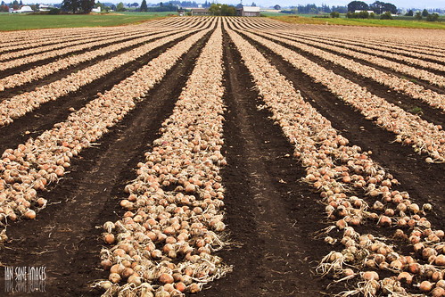brown field lines angel oregon landscape ian photography farm harvest images mount rows onion agriculture sane the