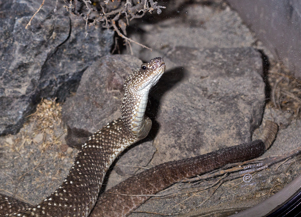 Uracoan Rattlesnake (Crotalus durissus vegrandis) at Woodland Park Zoo (4)