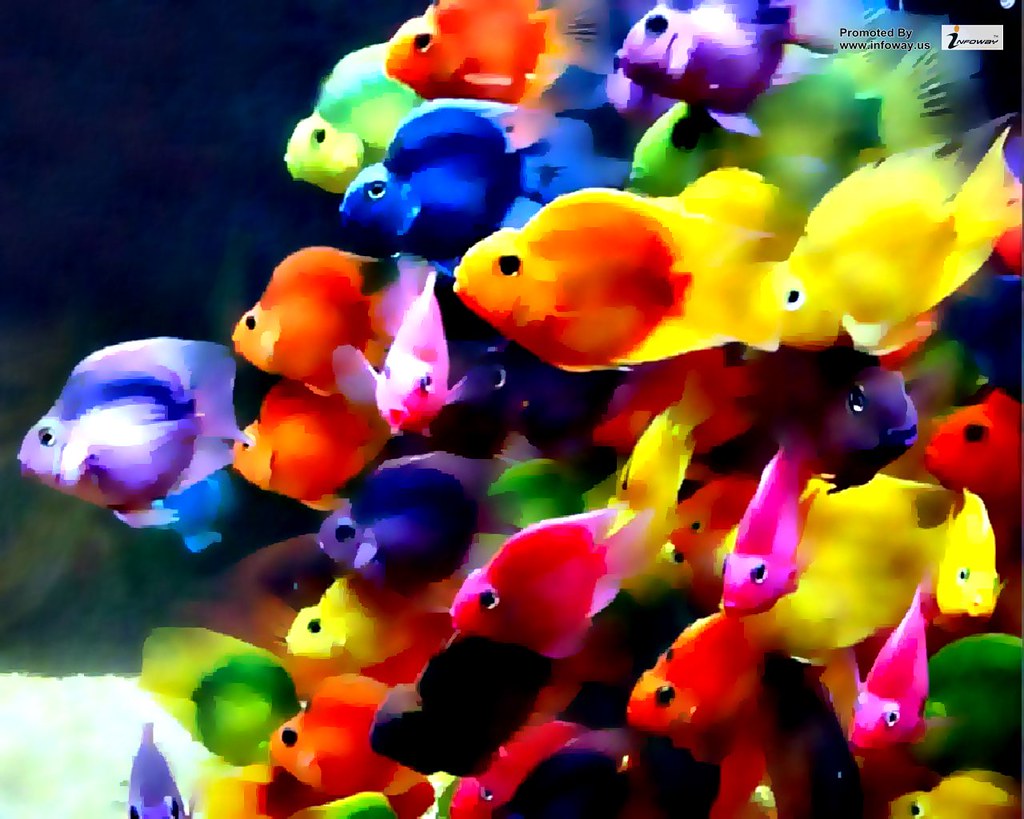 Beautiful colorful fish ocean wallpaper | Beautiful colorful… | Flickr