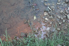 Polluted water near Russell Prater Elementary