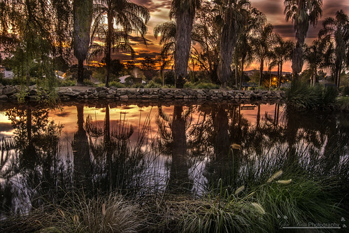 trees light sunset pond wagga