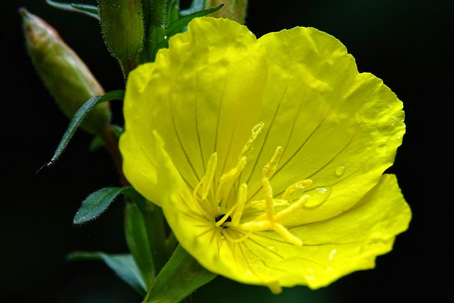 Yellow flower after the rain