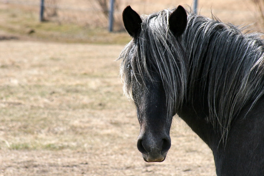 Horse with long hair covering his eyes | Between Missawawi a… | Flickr