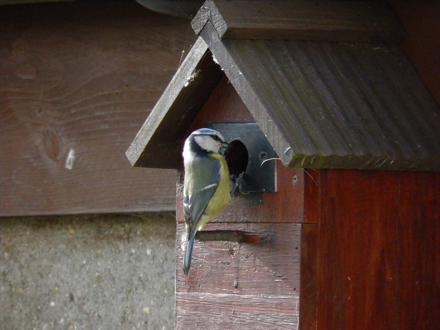 blue tit nesting in one of my boxes