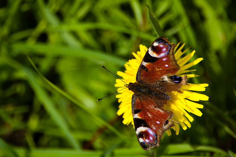Peacock butterfly on a dandelion